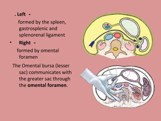 . Left －
formed by the spleen,
gastrosplenic and
splenorenal ligament
• Right －
formed by omental
foramen
The Omental bursa (lesser
sac) communicates with
the greater sac through
the omental foramen.
 