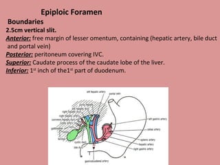 Epiploic Foramen
Boundaries
2.5cm vertical slit.
Anterior: free margin of lesser omentum, containing (hepatic artery, bile duct
and portal vein)
Posterior: peritoneum covering IVC.
Superior: Caudate process of the caudate lobe of the liver.
Inferior: 1st
inch of the1st
part of duodenum.
 