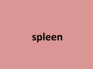 spleen
 