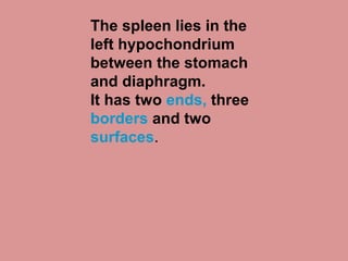 The spleen lies in the
left hypochondrium
between the stomach
and diaphragm.
It has two ends, three
borders and two
surfaces.
 