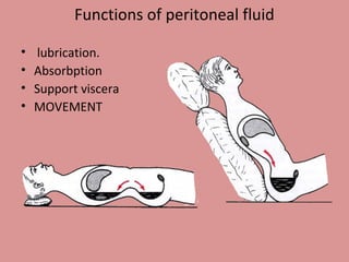 Functions of peritoneal fluid
• lubrication.
• Absorbption
• Support viscera
• MOVEMENT
 