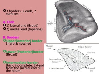 pe :3 borders, 2 ends, 2
surfaces.
A. Ends
1) lateral end (Broad)
2) medial end (tapering)
B. Borders
Upper(Anterior) border:
Sharp & notched
Lower (Posterior)border:
(Broad)
Intermediate border:
thick, incomplete. Extends
from the medial end till
the hilum).
 