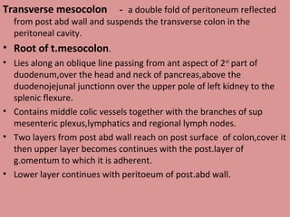 Transverse mesocolon － a double fold of peritoneum reflected
from post abd wall and suspends the transverse colon in the
peritoneal cavity.
• Root of t.mesocolon.
• Lies along an oblique line passing from ant aspect of 2nd
part of
duodenum,over the head and neck of pancreas,above the
duodenojejunal junctionn over the upper pole of left kidney to the
splenic flexure.
• Contains middle colic vessels together with the branches of sup
mesenteric plexus,lymphatics and regional lymph nodes.
• Two layers from post abd wall reach on post surface of colon,cover it
then upper layer becomes continues with the post.layer of
g.omentum to which it is adherent.
• Lower layer continues with peritoeum of post.abd wall.
 