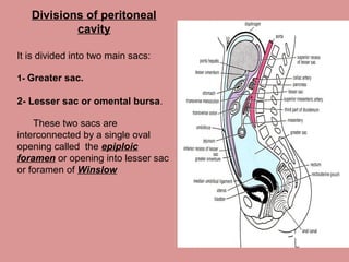 Divisions of peritoneal
cavity
It is divided into two main sacs:
1- Greater sac.
2- Lesser sac or omental bursa.
These two sacs are
interconnected by a single oval
opening called the epiploic
foramen or opening into lesser sac
or foramen of Winslow
 