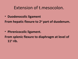 Extension of t.mesocolon.
• Duodenocolic ligament
From hepatic flexure to 2nd
part of duodenum.
• Phrenicocolic ligament.
From splenic flexure to diaphragm at level of
11th
rib.
 
