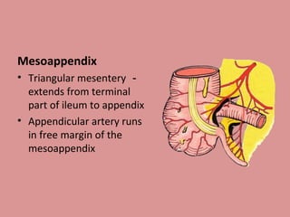 Mesoappendix
• Triangular mesentery －
extends from terminal
part of ileum to appendix
• Appendicular artery runs
in free margin of the
mesoappendix
 