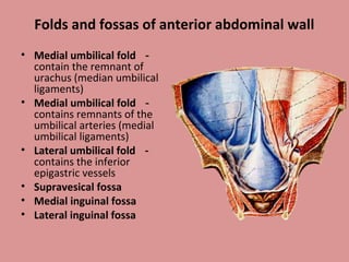 Folds and fossas of anterior abdominal wall
• Medial umbilical fold －
contain the remnant of
urachus (median umbilical
ligaments)
• Medial umbilical fold －
contains remnants of the
umbilical arteries (medial
umbilical ligaments)
• Lateral umbilical fold －
contains the inferior
epigastric vessels
• Supravesical fossa
• Medial inguinal fossa
• Lateral inguinal fossa
 