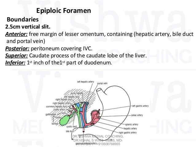 epiploic foramen The risk for entrapment of small intestine in the epiploic foramen therefore, epiploic foramen entrapment should be suspected to be a possible cause of surgical colic in a horse with this vice 1 introduction. epiploic foramen The risk for entrapment of small intestine in the epiploic foramen therefore, epiploic foramen entrapment should be suspected to be a possible cause of surgical colic in a horse with this vice 1 introduction.