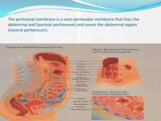 The peritoneal membrane is a semi-permeable membrane that lines the
abdominal wall (parietal peritoneum) and covers the abdominal organs
(visceral peritoneum).
 