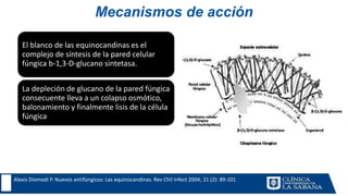 Mecanismos de acción
El blanco de las equinocandinas es el
complejo de síntesis de la pared celular
fúngica b-1,3-D-glucano sintetasa.
La depleción de glucano de la pared fúngica
consecuente lleva a un colapso osmótico,
balonamiento y finalmente lisis de la célula
fúngica.
Alexis Diomedi P. Nuevos antifúngicos: Las equinocandinas. Rev Chil Infect 2004; 21 (2): 89-101
 