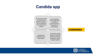 Candida spp
Se mantienen bajo
el control de las
bacterias nativas y
por las defensas
inmunitarias del
cuerpo.
Son miembros
comensales de la
microflora
gastrointestinal y
conviven en
homeostasis.
cuando esta
homeostasis se
interrumpe
La levadura puede
romper a través de
la barrera mucosa
intestinal y causar
la diseminación
CANDIDEMIA
 