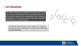 • CEFTRIAXONA
MA: Inhibe la síntesis de la pared celular bacteriana por unión a
una o más de las proteínas de unión a la penicilina (PBP), que a
su vez inhibe la etapa final de transpeptidación de la síntesis de
peptidoglicano en las paredes celulares bacterianas, inhibiendo
así la biosíntesis de la pared celular.
Las bacterias eventualmente se lisan debido a la actividad en
curso de las enzimas autolíticas de la pared celular (autolisinas
y murein hidrolasas
 