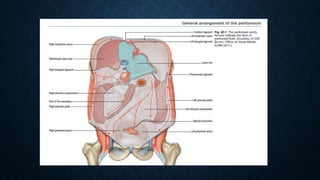 Peritonitis | PPTX