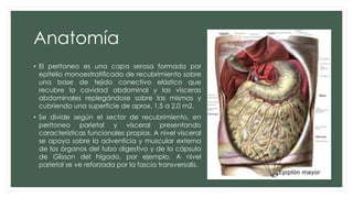Anatomía
• El peritoneo es una capa serosa formada por
epitelio monoestratificado de recubrimiento sobre
una base de tejido conectivo elástico que
recubre la cavidad abdominal y las vísceras
abdominales replegándose sobre las mismas y
cubriendo una superficie de aprox. 1,5 a 2,0 m2.
• Se divide según el sector de recubrimiento, en
peritoneo parietal y visceral presentando
características funcionales propias. A nivel visceral
se apoya sobre la adventicia y muscular externa
de los órganos del tubo digestivo y de la cápsula
de Glisson del hígado, por ejemplo. A nivel
parietal se ve reforzada por la fascia transversalis.
 