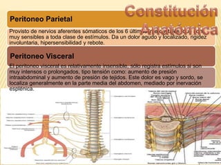 Peritoneo Parietal
Provisto de nervios aferentes sómaticos de los 6 últimos intercostales, que son
muy sensibles a toda clase de estímulos. Da un dolor agudo y localizado, rigidez
involuntaria, hipersensibilidad y rebote.
Peritoneo Visceral
El peritoneo visceral es relativamente insensible, sólo registra estímulos si son
muy intensos o prolongados, tipo tensión como: aumento de presión
intraabdominal y aumento de presión de tejidos. Este dolor es vago y sordo, se
localiza generalmente en la parte media del abdomen, mediado por inervación
esplénica.
 