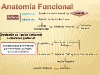 Bombeo de Liquido Peritoneal
por movimientos Diafragma
(Mecánica Respiratoria)
Peritoneo
Hoja Parietal
Hoja Visceral Secreta líquido Peritoneal
Reabsorción líquido Peritoneal
Estomas
diafragmáticos
Circulación
General
Linfáticos Torácicos
Trasudado
Inspiración Contracción y Descenso
Diafragma
exhalación Relajación Diafragma Estomas abiertos
Presión Negativa
«Succión»
Linfáticos Torácicos
 