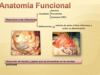 Absorción de líquido y gases que se encuentran en la cavidad
peritoneal
Reacciona a las infecciones
Exudados
Intento de aislar el foco infeccioso y
evitar su diseminación
Serosos
Purulentos
Caseosos (TBC)
Adherencias
 