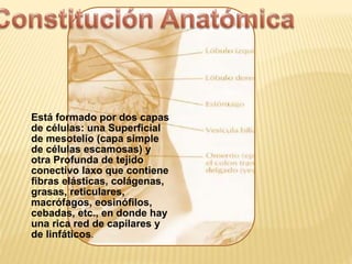 Está formado por dos capas
de células: una Superficial
de mesotelio (capa simple
de células escamosas) y
otra Profunda de tejido
conectivo laxo que contiene
fibras elásticas, colágenas,
grasas, reticulares,
macrófagos, eosinófilos,
cebadas, etc., en donde hay
una rica red de capilares y
de linfáticos.
 