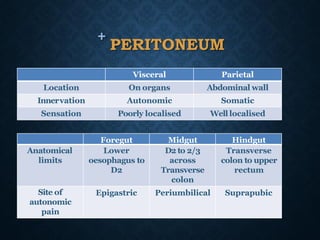 +
PERITONEUM
Visceral Parietal
Location On organs Abdominal wall
Innervation Autonomic Somatic
Sensation Poorly localised Well localised
Foregut Midgut Hindgut
Anatomical
limits
Lower
oesophagus to
D2
D2 to 2/3
across
Transverse
colon
Transverse
colon to upper
rectum
Site of
autonomic
pain
Epigastric Periumbilical Suprapubic
 