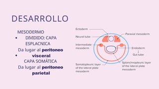 peritonitis tipos y fisiopatologia-.pptx