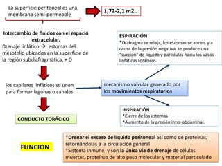 La superficie peritoneal es una
membrana semi-permeable
1,72-2,1 m2 .
Intercambio de fluidos con el espacio
extracelular.
Drenaje linfático  estomas del
mesotelio ubicados en la superficie de
la región subdiafragmática, + D
los capilares linfáticos se unen
para formar lagunas o canales
CONDUCTO TORÁCICO
FUNCION
*Drenar el exceso de líquido peritoneal así como de proteínas,
retornándolas a la circulación general
*Sistema inmune, y son la única vía de drenaje de células
muertas, proteínas de alto peso molecular y material particulado
ESPIRACIÓN
*Diafragma se relaja, los estomas se abren, y a
causa de la presión negativa, se produce una
“succión” de líquido y partículas hacia los vasos
linfáticas torácicos.
mecanismo valvular generado por
los movimientos respiratorios
INSPIRACIÓN
*Cierre de los estomas
*Aumento de la presión intra-abdominal.
 