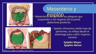 • Mesenterio: comprende los pliegues que
suspenden a los órganos de la pared
abdominal posterior.
Mesenterio y
epiplón
• Epiplón (Omento): doble hoja de
peritoneo, se refleja desde el
estómago para cubrir órganos
vecinos
Moore, K. L., Dalley, A. F., & Agur, A. M. R. (2014)
Epiplón Mayor
Epiplón Menor
 