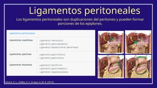 Los ligamentos peritoneales son duplicaciones del peritoneo y pueden formar
porciones de los epiplones.
Ligamentos peritoneales
Moore, K. L., Dalley, A. F., & Agur, A. M. R. (2014)
 