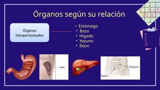 Órganos según su relación
Órganos
intraperitoneales
• Estómago
• Bazo
• Hígado
• Yeyuno
• Íleon
 