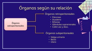 Órganos según su relación
Órganos
extraperitoneales
Órganos retroperitoneales
• Páncreas
• Duodeno
• Riñones
• Glándulas suprarrenales
• Colón asc y desc.
Órganos subperitoneales
• Vejiga urinaria
• Recto
• Útero
 
