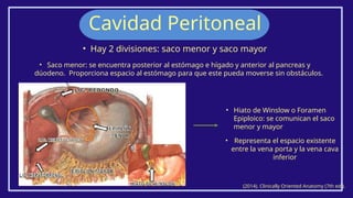 • Hay 2 divisiones: saco menor y saco mayor
Cavidad Peritoneal
(2014). Clinically Oriented Anatomy (7th ed.).
• Saco menor: se encuentra posterior al estómago e hígado y anterior al pancreas y
dúodeno. Proporciona espacio al estómago para que este pueda moverse sin obstáculos.
• Hiato de Winslow o Foramen
Epiploico: se comunican el saco
menor y mayor
• Representa el espacio existente
entre la vena porta y la vena cava
inferior
 