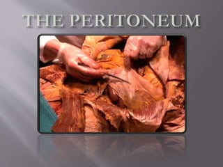 Peritonium (anatomy and physiology and pathology)