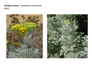 Perityle incana - Guadalupe Island rock
daisy
 