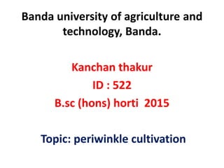 Banda university of agriculture and
technology, Banda.
Kanchan thakur
ID : 522
B.sc (hons) horti 2015
Topic: periwinkle cultivation
 
