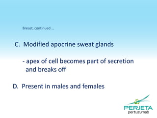 Breast, continued …

C. Modified apocrine sweat glands
- apex of cell becomes part of secretion
and breaks off
D. Present in males and females

 