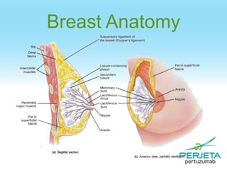 Breast Anatomy

 