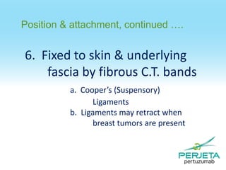 Position & attachment, continued ….

6. Fixed to skin & underlying
fascia by fibrous C.T. bands
a. Cooper’s (Suspensory)
Ligaments
b. Ligaments may retract when
breast tumors are present

 