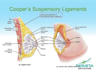 Cooper’s Suspensory Ligaments

 
