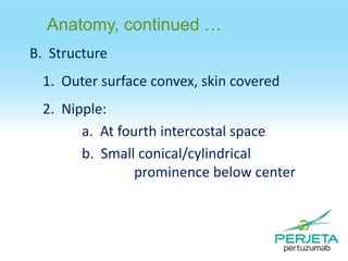 Anatomy, continued …
B. Structure
1. Outer surface convex, skin covered
2. Nipple:
a. At fourth intercostal space
b. Small conical/cylindrical
prominence below center

 