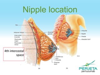Nipple location

4th intercostal
space

 