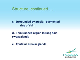 Structure, continued …
c. Surrounded by areola: pigmented
ring of skin
d. Thin skinned region lacking hair,
sweat glands
e. Contains areolar glands

 