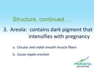 Structure, continued …
3. Areola: contains dark pigment that
intensifies with pregnancy
a. Circular and radial smooth muscle fibers
b. Cause nipple erection

 