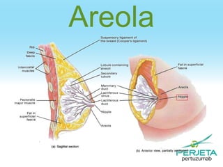 Areola

 