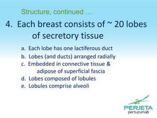 Structure, continued …

4. Each breast consists of ~ 20 lobes
of secretory tissue
a. Each lobe has one lactiferous duct
b. Lobes (and ducts) arranged radially
c. Embedded in connective tissue &
adipose of superficial fascia
d. Lobes composed of lobules
e. Lobules comprise alveoli

 