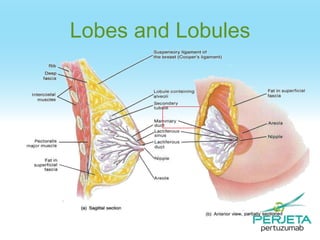 Lobes and Lobules

 
