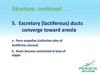 Structure, continued …
5. Excretory (lactiferous) ducts
converge toward areola
a. Form ampullae (collection sites of
lactiferous sinuses)

b. Ducts become contracted at base of
nipple

 