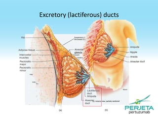 Excretory (lactiferous) ducts

 