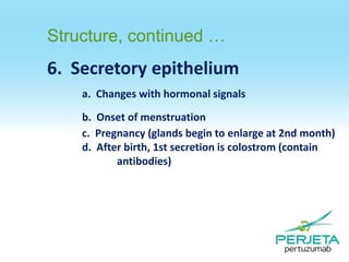 Structure, continued …

6. Secretory epithelium
a. Changes with hormonal signals
b. Onset of menstruation
c. Pregnancy (glands begin to enlarge at 2nd month)
d. After birth, 1st secretion is colostrom (contain
antibodies)

 