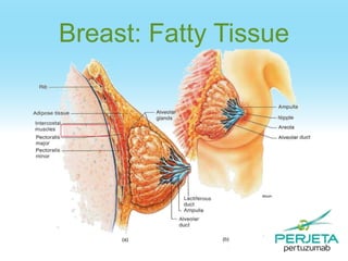 Breast: Fatty Tissue

 