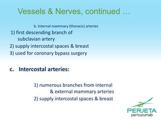 Vessels & Nerves, continued …
b. Internal mammary (thoracic) arteries

1) first descending branch of
subclavian artery
2) supply intercostal spaces & breast
3) used for coronary bypass surgery

c. Intercostal arteries:
1) numerous branches from internal
& external mammary arteries
2) supply intercostal spaces & breast

 
