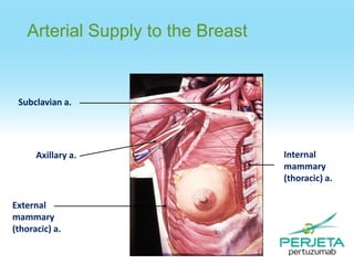 Arterial Supply to the Breast

Subclavian a.

Axillary a.

External
mammary
(thoracic) a.

Internal
mammary
(thoracic) a.

 